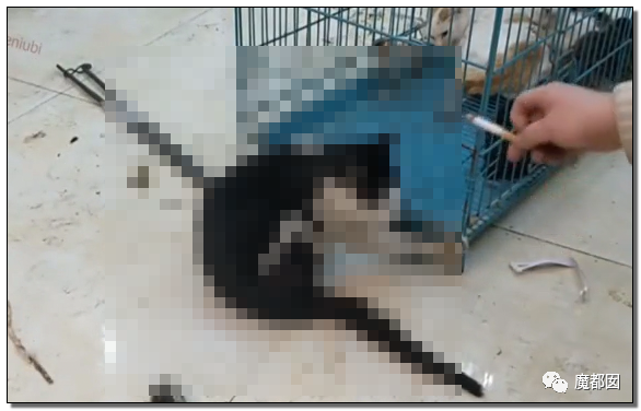 激怒央视！男子残忍用开水活活浇烫怀孕母猫事件引发全网悲愤（组图） - 86