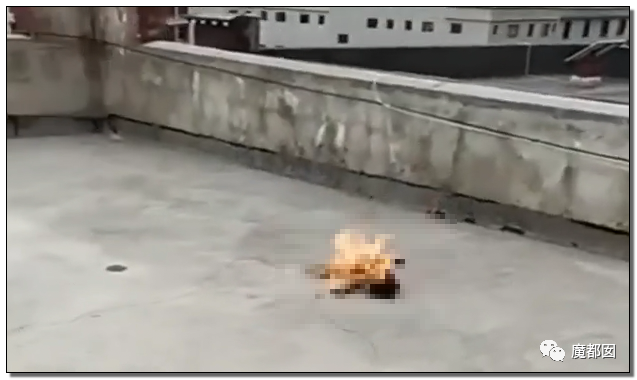激怒央视！男子残忍用开水活活浇烫怀孕母猫事件引发全网悲愤（组图） - 78