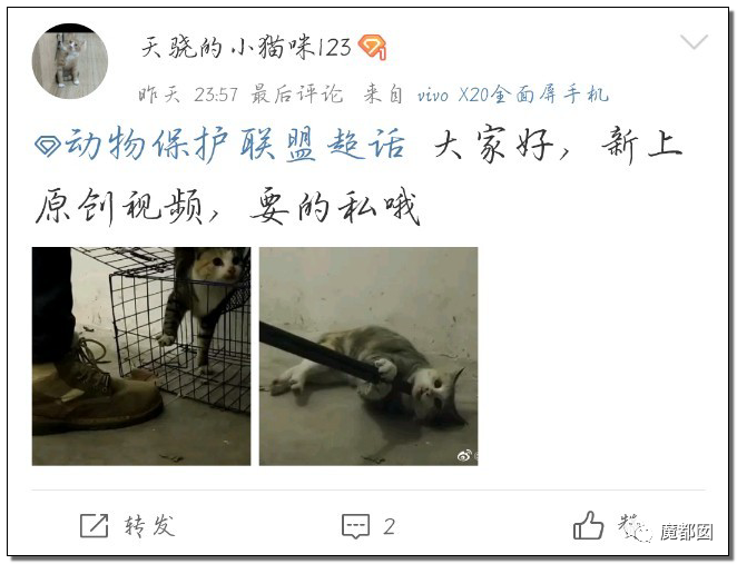激怒央视！男子残忍用开水活活浇烫怀孕母猫事件引发全网悲愤（组图） - 71
