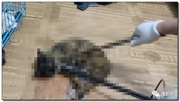 激怒央视！男子残忍用开水活活浇烫怀孕母猫事件引发全网悲愤（组图） - 82