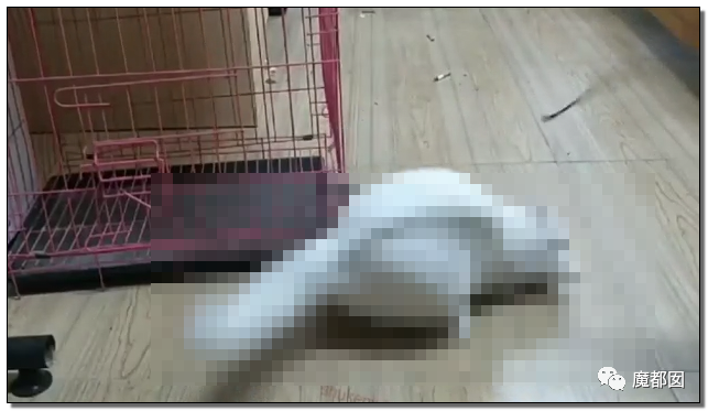激怒央视！男子残忍用开水活活浇烫怀孕母猫事件引发全网悲愤（组图） - 87