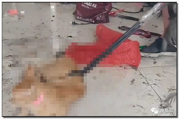 激怒央视！男子残忍用开水活活浇烫怀孕母猫事件引发全网悲愤（组图） - 83