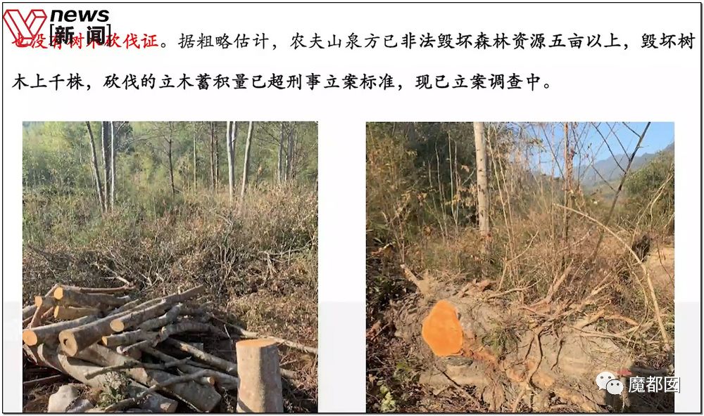 反转搞大！美少女愤怒举报农夫山泉武夷山毁林取水黑幕揭晓！（组图） - 40