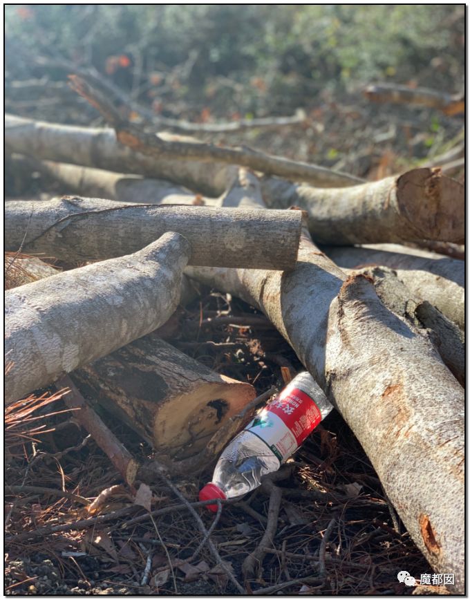 反转搞大！美少女愤怒举报农夫山泉武夷山毁林取水黑幕揭晓！（组图） - 39