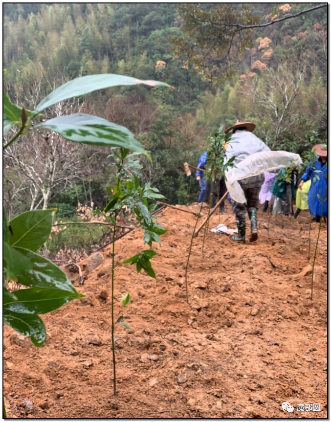 反转搞大！美少女愤怒举报农夫山泉武夷山毁林取水黑幕揭晓！（组图） - 32
