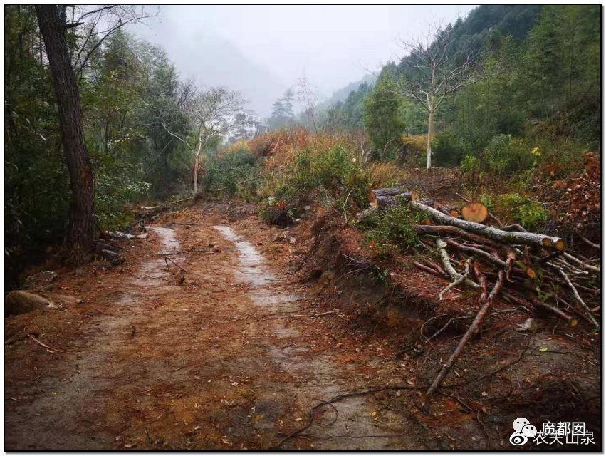反转搞大！美少女愤怒举报农夫山泉武夷山毁林取水黑幕揭晓！（组图） - 53