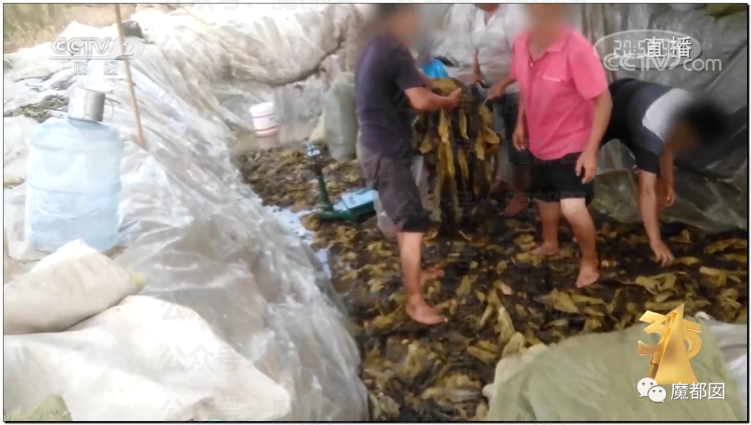 315曝光“黑心酸菜”：双汇臭肉、性感美女主播、康师傅统一老坛酸菜中招（组图） - 110