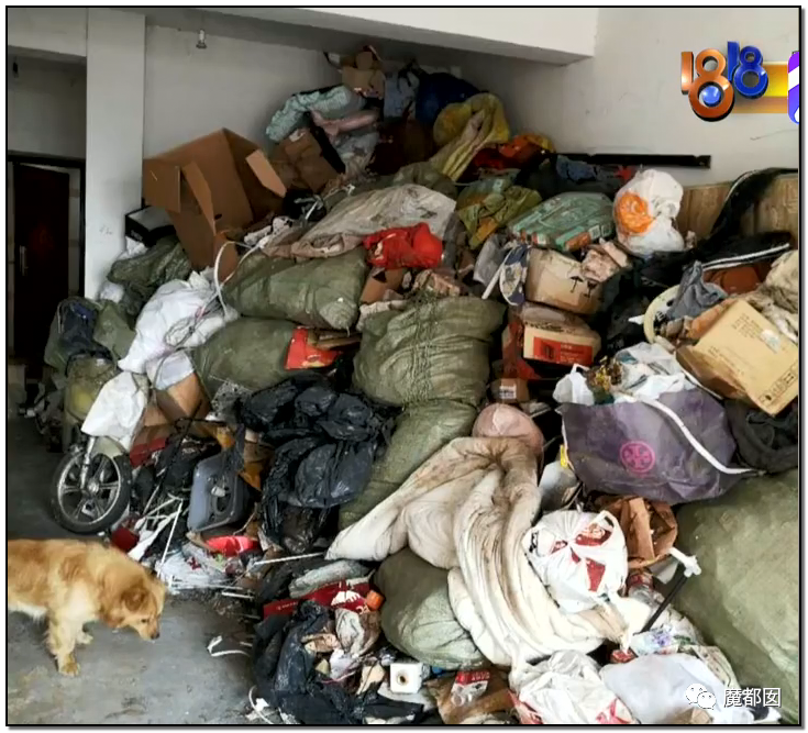 头皮发麻！干净的地上抽屉忽然爆发大量蟑螂，真相令人愤怒（组图） - 23