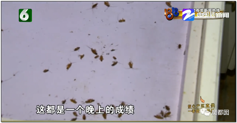 头皮发麻！干净的地上抽屉忽然爆发大量蟑螂，真相令人愤怒（组图） - 8