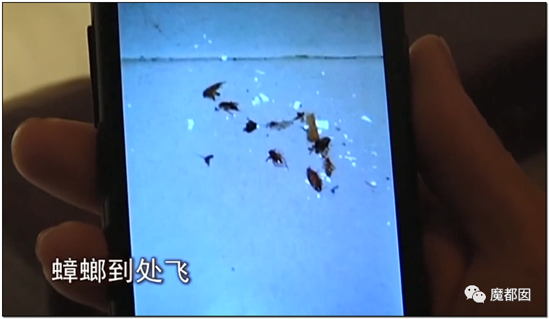 头皮发麻！干净的地上抽屉忽然爆发大量蟑螂，真相令人愤怒（组图） - 125