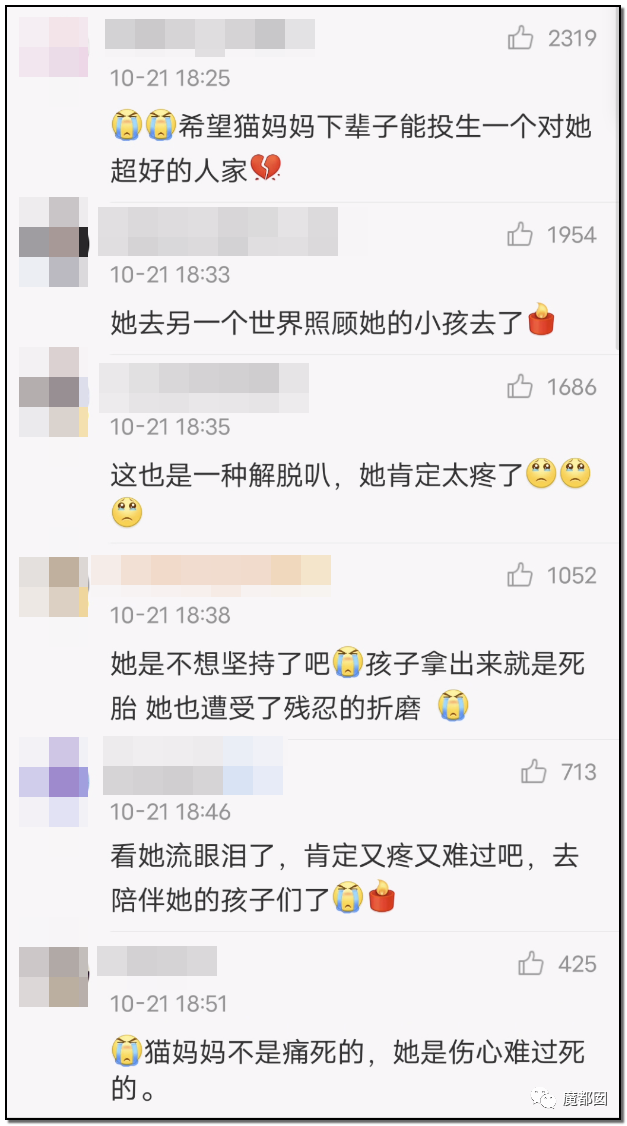 激怒央视！男子残忍用开水活活浇烫怀孕母猫事件引发全网悲愤（组图） - 68