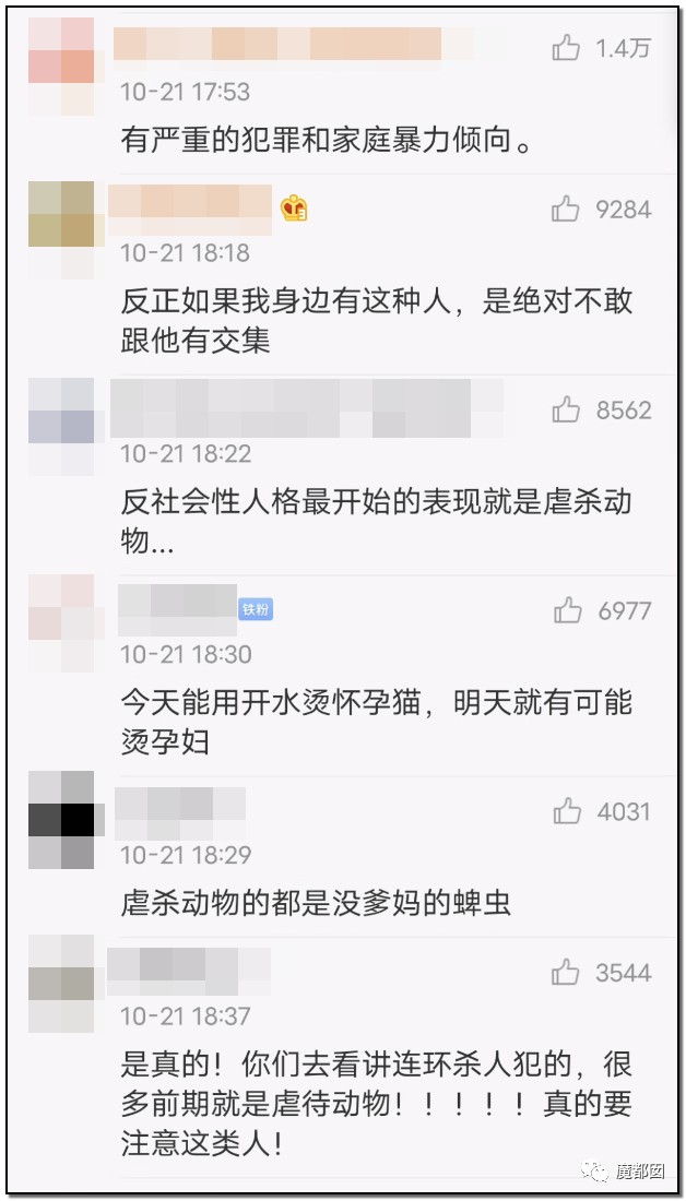 激怒央视！男子残忍用开水活活浇烫怀孕母猫事件引发全网悲愤（组图） - 69