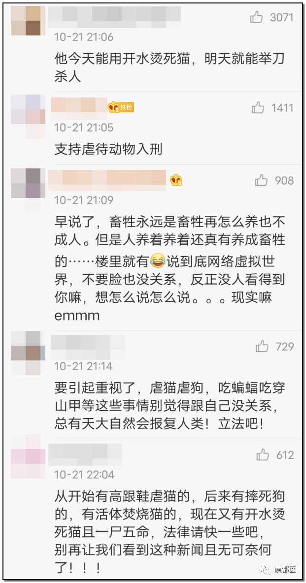 激怒央视！男子残忍用开水活活浇烫怀孕母猫事件引发全网悲愤（组图） - 95