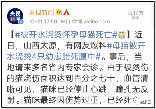 激怒央视！男子残忍用开水活活浇烫怀孕母猫事件引发全网悲愤（组图） - 65