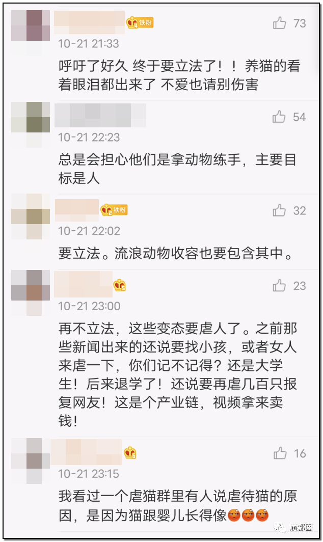 激怒央视！男子残忍用开水活活浇烫怀孕母猫事件引发全网悲愤（组图） - 96