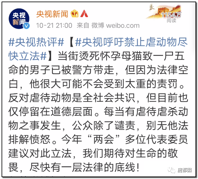 激怒央视！男子残忍用开水活活浇烫怀孕母猫事件引发全网悲愤（组图） - 94