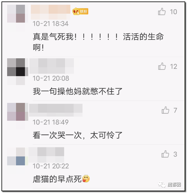 激怒央视！男子残忍用开水活活浇烫怀孕母猫事件引发全网悲愤（组图） - 67