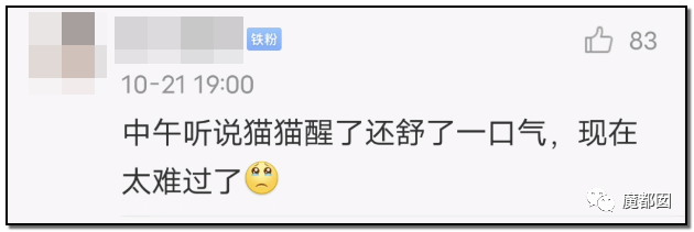 激怒央视！男子残忍用开水活活浇烫怀孕母猫事件引发全网悲愤（组图） - 66