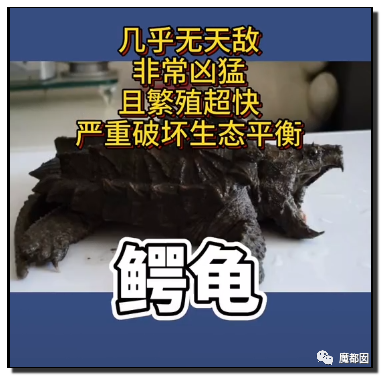 你们如此“放生”，不怕佛祖显灵抽你们耳光？（组图） - 73