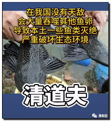 你们如此“放生”，不怕佛祖显灵抽你们耳光？（组图） - 72