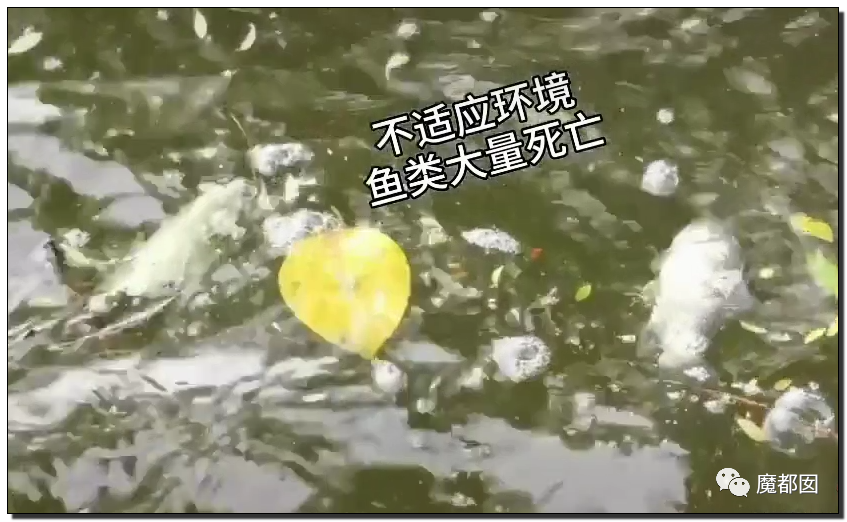 你们如此“放生”，不怕佛祖显灵抽你们耳光？（组图） - 79
