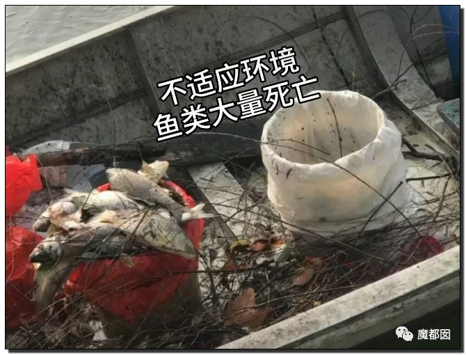 你们如此“放生”，不怕佛祖显灵抽你们耳光？（组图） - 78