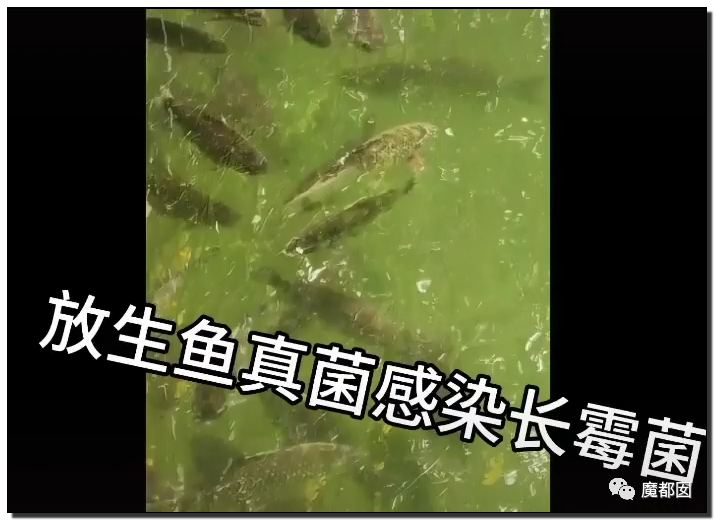 你们如此“放生”，不怕佛祖显灵抽你们耳光？（组图） - 76