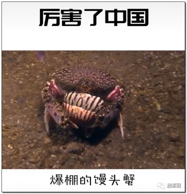 欺骗全网！这畜生被誉为中国最爱老婆，实际却为兽欲诱拐少女（组图） - 3
