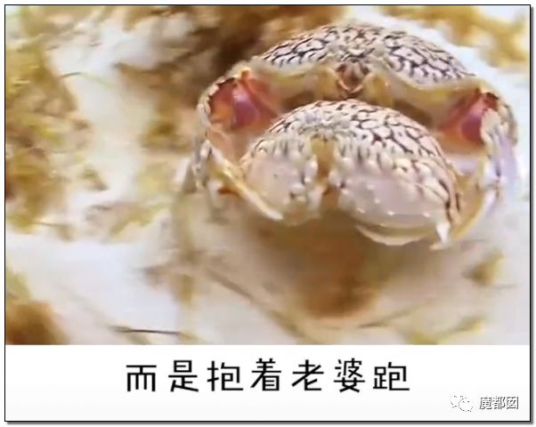 欺骗全网！这畜生被誉为中国最爱老婆，实际却为兽欲诱拐少女（组图） - 6