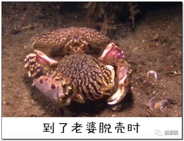 欺骗全网！这畜生被誉为中国最爱老婆，实际却为兽欲诱拐少女（组图） - 8