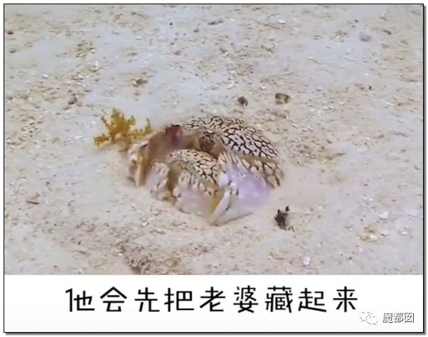 欺骗全网！这畜生被誉为中国最爱老婆，实际却为兽欲诱拐少女（组图） - 7