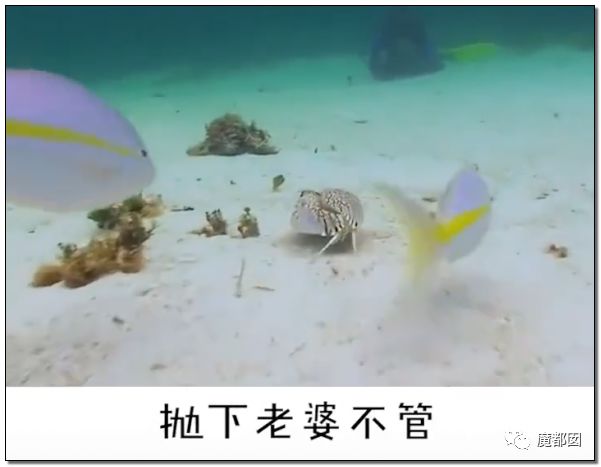 欺骗全网！这畜生被誉为中国最爱老婆，实际却为兽欲诱拐少女（组图） - 5