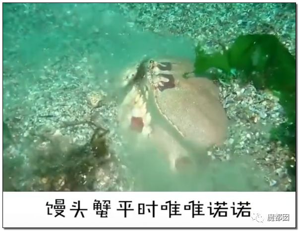 欺骗全网！这畜生被誉为中国最爱老婆，实际却为兽欲诱拐少女（组图） - 4