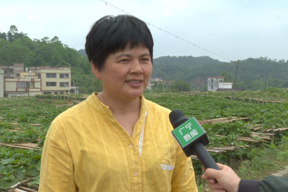 江屯龙须菜新品种有望明年推广种植-肇庆市广宁县人民政府网站-手机版