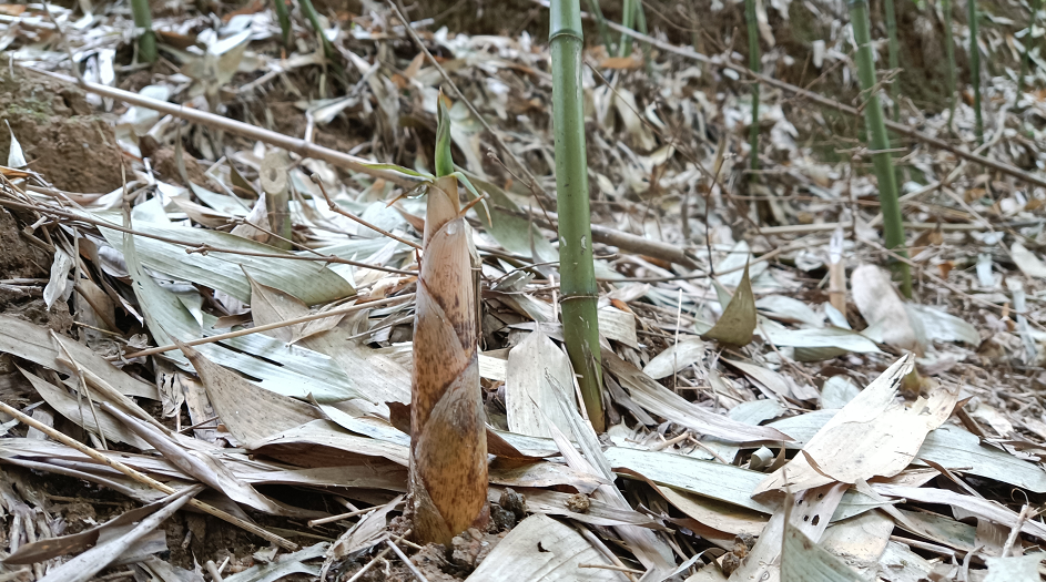 横山苦笋新上市带动村民鲜致富