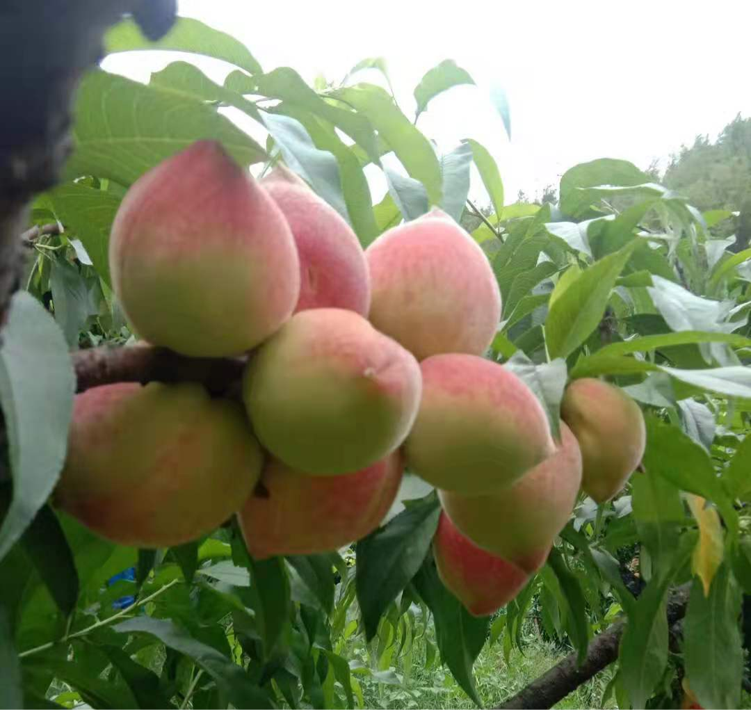 广宁的鹰嘴桃向你发出甜蜜邀请