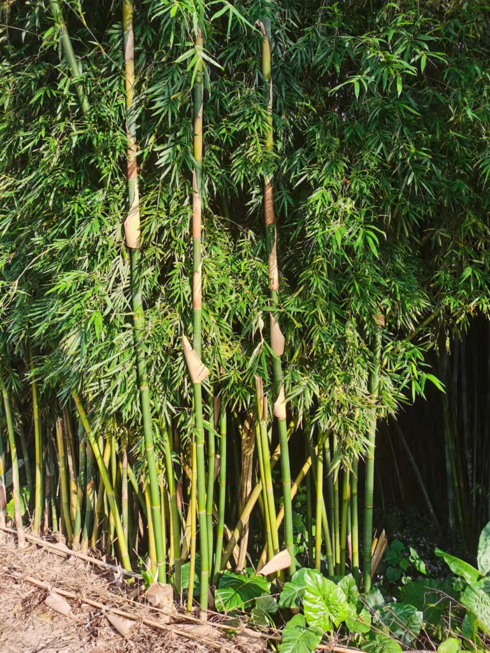 2017年7月,中科院华南植物园的竹子专家夏念和教授及其团队前往广宁县