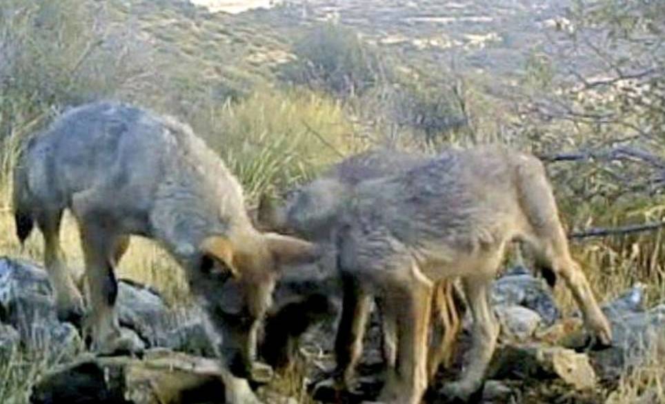 【注意】马德里山区狼群出没，光天化日咬死多只羊