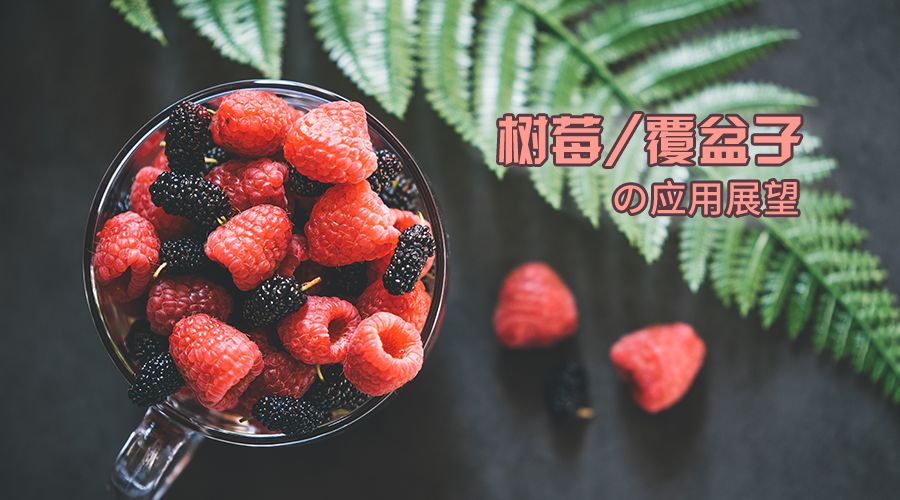 国产树莓的应用展望