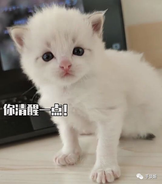 哪怕是猛男，玩這款超可愛的小遊戲也會流露少女心…… 遊戲 第3張