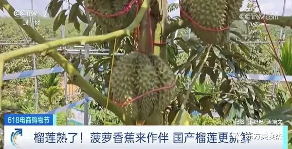 榴莲上市的月份_榴莲几月份成熟上市_榴莲成熟上市月份是几月
