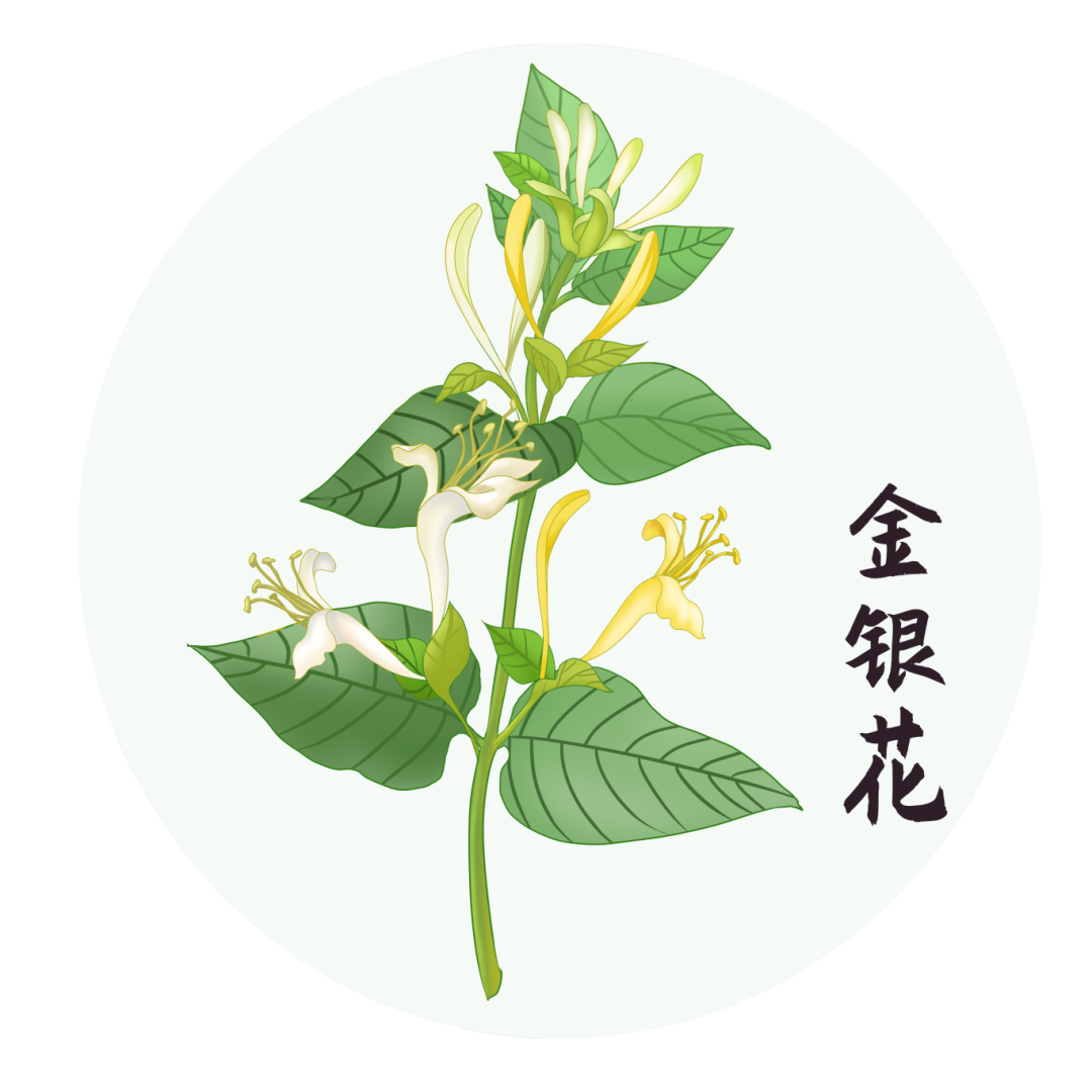 千库网_中草药中药植物金银花_元素编号13605018.png