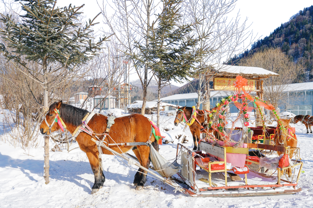 哈尔滨雪乡5天4晚游玩攻略,冬季东北实力抗冻篇