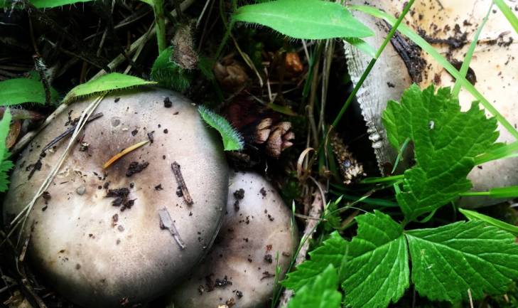 想吃野蘑菇拌面,可以和店老板一起到后山上采蘑菇