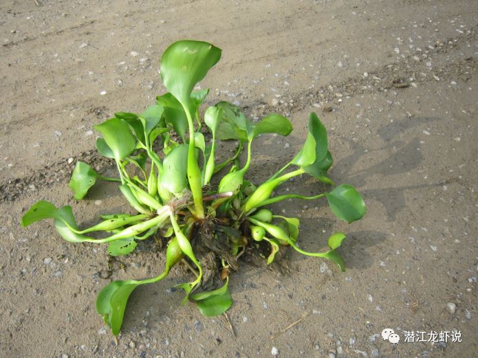 养虾就要养草,特别是小龙虾精养塘更需要水草,水草好坏一定程度