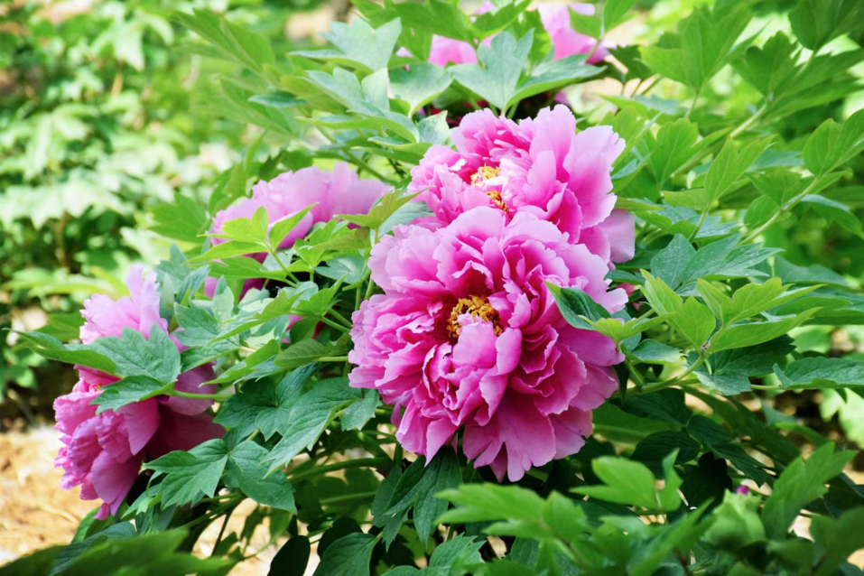 08董军秋园内牡丹有大棕紫,青龙卧墨池,火炼金丹,飞燕红妆,赤龙焕彩