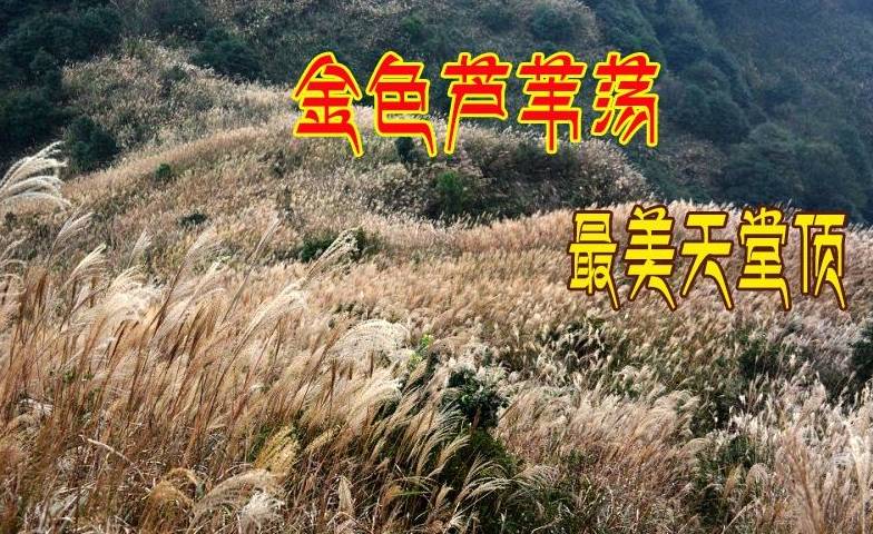 (2)【从化十登】10.28（周六）攀登广州第一峰—从化天堂顶 赏金色芦荡-户外活动图-驼铃网