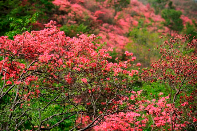 【每週四周六週日|清明每日出發|天露山】 天露山杜鵑花海驚豔上線!