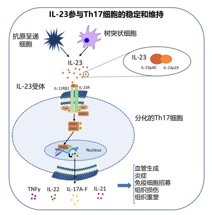 通路il-23/th17軸的