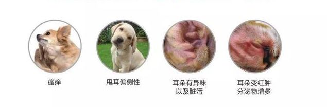 猫猫狗狗的耳道怎么护理 喂养 维宠宠物导航网